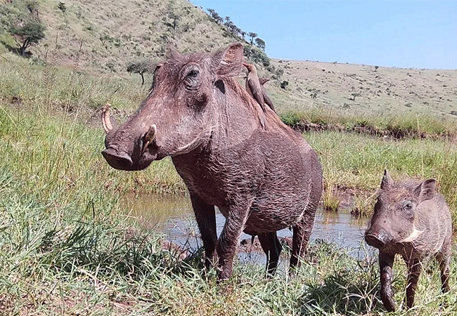 lewa-wildlife-conservancy-2-days-1-night-safari-warthog Lewa Wildlife Conservancy 2 Days 1 Night Safari