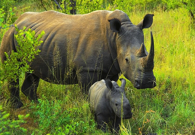 lewa-wildlife-conservancy-2-days-1-night-safari-white-rhinos Lewa Wildlife Conservancy 2 Days 1 Night Safari