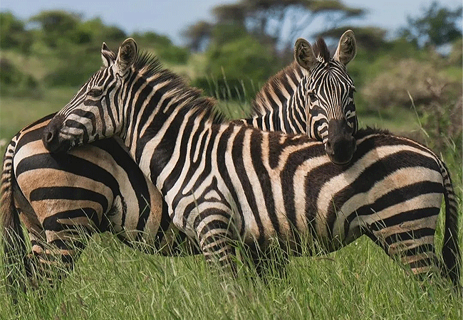 lewa-wildlife-conservancy-2-days-1-night-safari-zebra Lewa Wildlife Conservancy 2 Days 1 Night Safari