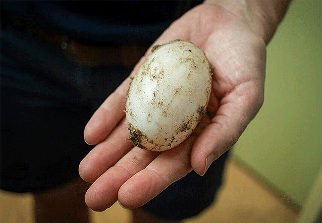 mamba-village-nairobi-crocodile-egg Nairobi Mamba Village Crocodile Farm Tour
