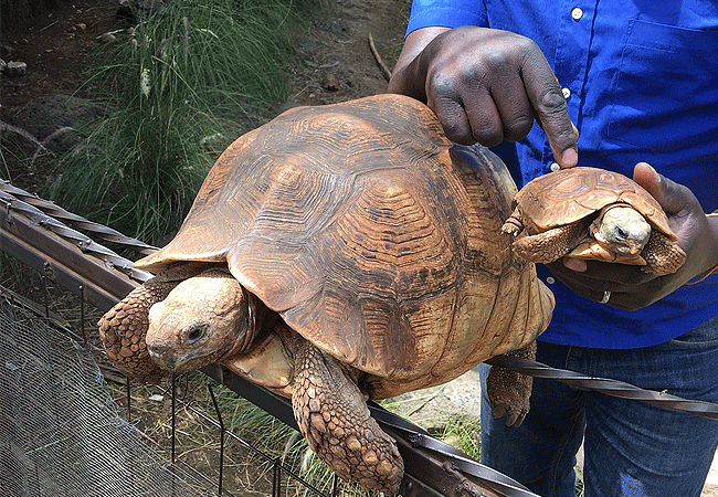 mamba-village-nairobi-crocodile-farm-baby-leopard-tortoises Nairobi Mamba Village Crocodile Farm Tour