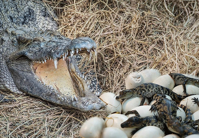 mamba-village-nairobi-crocodile-nest Nairobi Mamba Village Crocodile Farm Tour