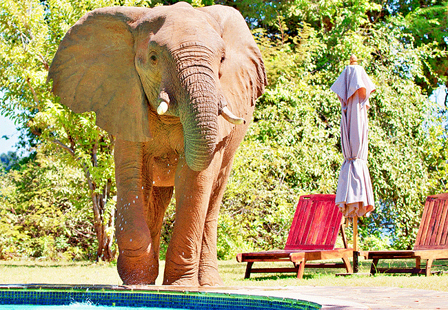 man-eaters-lodge -tsavo-elephant-by-the-pool Man Eaters Lodge Tsavo West National Park