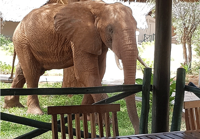 man-eaters-lodge -tsavo-national-park-elephant Man Eaters Lodge Tsavo West National Park