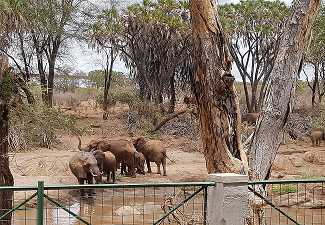 man-eaters-lodge -tsavo-national-park-elephants-at-camp Man Eaters Lodge Tsavo West National Park