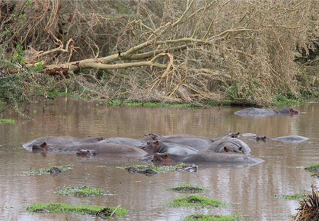man-eaters-lodge-tsavo-national-park-hippos-in-the-mzima-springs Man Eaters Lodge Tsavo West National Park