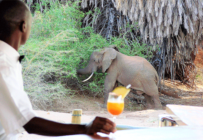 man-eaters-lodge -tsavo-national-park-is-home-to-a-vast herds of dust-red elephant Man Eaters Lodge Tsavo West National Park