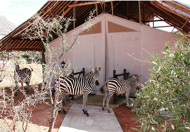 man-eaters-lodge -tsavo-national-park-zebras-in-camp Man Eaters Lodge Tsavo West National Park
