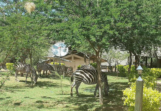 man-eaters-lodge -tsavo-national-park-zebras-in-the-camp Man Eaters Lodge Tsavo West National Park