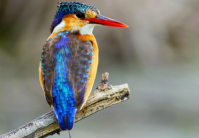 man-eaters-lodge -tsavo-west-national-park-malachite-kingfisher Man Eaters Lodge Tsavo West National Park