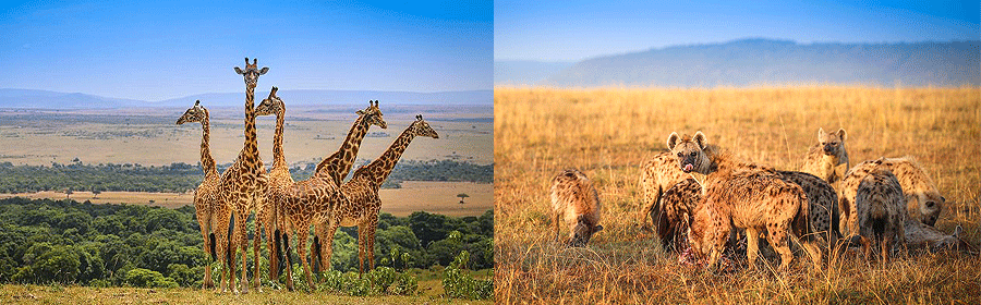 1 Day Maasai Mara National Reserve Safari