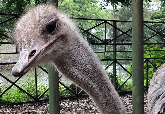 masai-ostrich-mostly-feed-on-grass-fruits-seeds-shrubs-and-flowers-with-the-supervision-of-a-guide-a-visitor-can-be-allowed-to-feed them Nairobi Mamba Village Crocodile Farm Tour