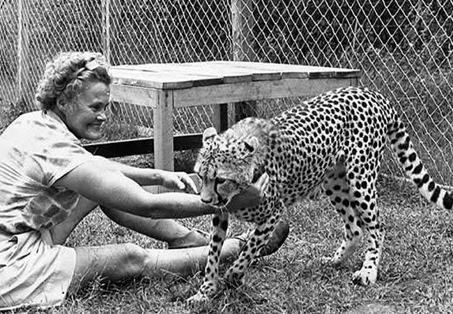 meru-national-park-2-days-1-night-road-safari-Joy-damson-cheetah Meru National Park 2 Days 1 Night Road Safari