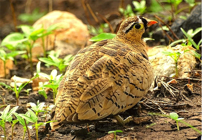 meru-national-park-2-days-1-night-road-safari-black-faced-sandgrouse Meru National Park 2 Days 1 Night Road Safari