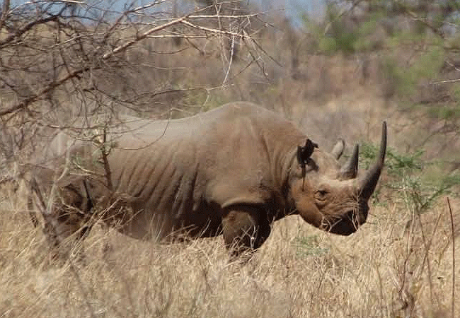 meru-national-park-2-days-1-night-road-safari-black-rhino Meru National Park 2 Days 1 Night Road Safari