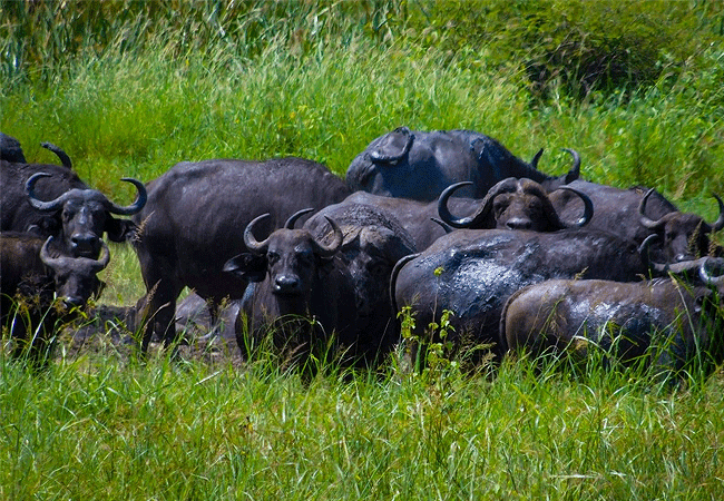 meru-national-park-2-days-1-night-road-safari-buffalo Meru National Park 2 Days 1 Night Road Safari