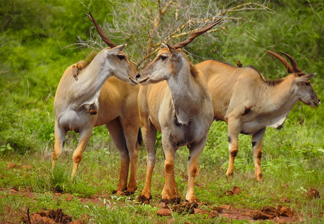 meru-national-park-2-days-1-night-road-safari-common-eland Meru National Park 2 Days 1 Night Road Safari