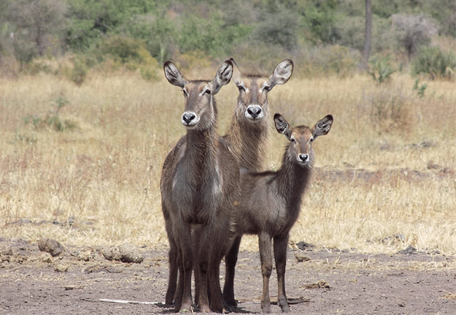 meru-national-park-2-days-1-night-road-safari-common-waterbuck Meru National Park 2 Days 1 Night Road Safari