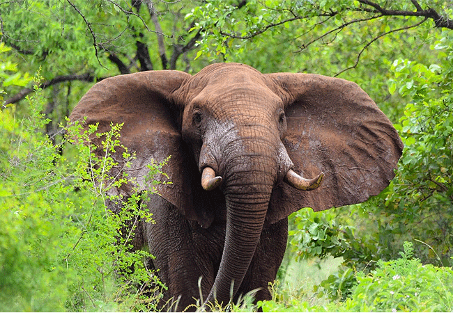 meru-national-park-2-days-1-night-road-safari-elephant Meru National Park 2 Days 1 Night Road Safari