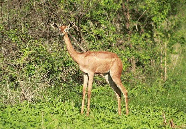 meru-national-park-2-days-1-night-road-safari-gerenuk Meru National Park 2 Days 1 Night Road Safari