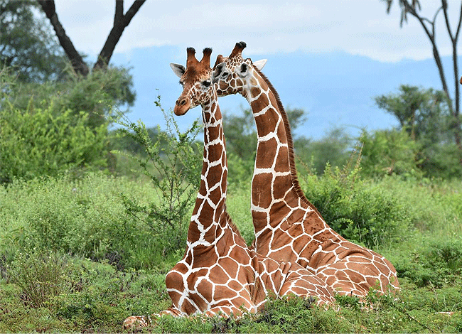 meru-national-park-2-days-1-night-road-safari-giraffes Meru National Park 2 Days 1 Night Road Safari