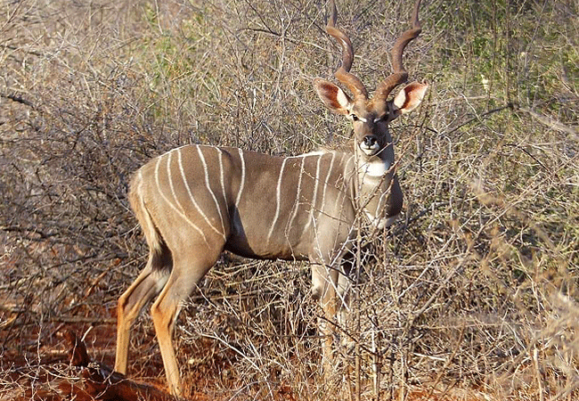 meru-national-park-2-days-1-night-road-safari-greater-kudu Meru National Park 2 Days 1 Night Road Safari