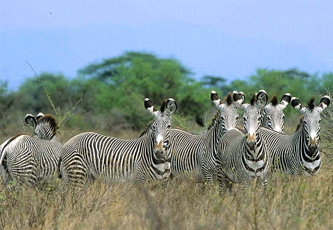 meru-national-park-2-days-1-night-road-safari-grevy-zebra Meru National Park 2 Days 1 Night Road Safari