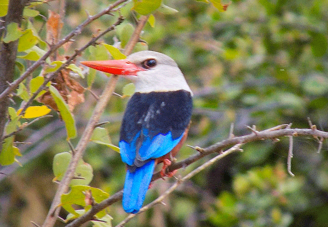 meru-national-park-2-days-1-night-road-safari-grey-headed-kingfisher Meru National Park 2 Days 1 Night Road Safari