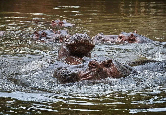 meru-national-park-2-days-1-night-road-safari-hippos Meru National Park 2 Days 1 Night Road Safari