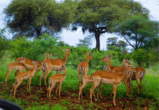meru-national-park-2-days-1-night-road-safari-impala Meru National Park 2 Days 1 Night Road Safari
