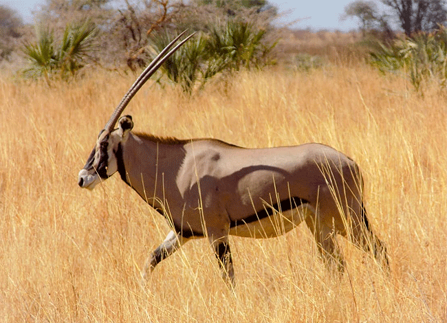 meru-national-park-2-days-1-night-road-safari-oryx-antelope Meru National Park 2 Days 1 Night Road Safari