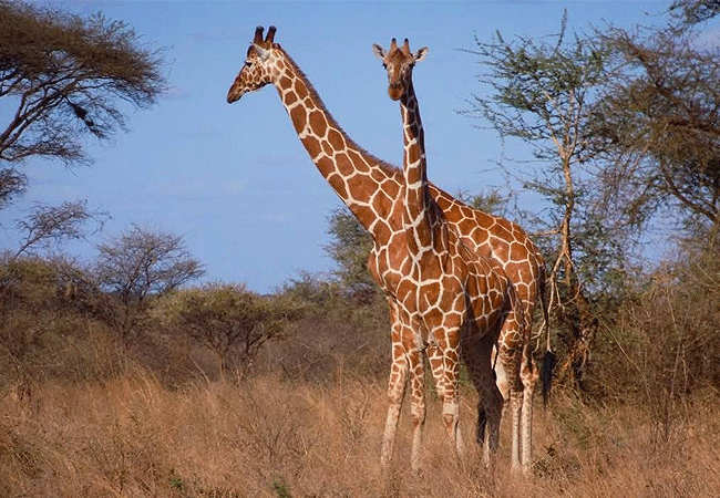 meru-national-park-2-days-1-night-road-safari-reticulated-giraffe Meru National Park 2 Days 1 Night Road Safari