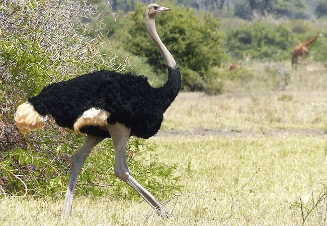 meru-national-park-2-days-1-night-road-safari-somali-ostrich Meru National Park 2 Days 1 Night Road Safari