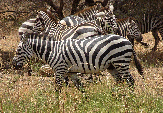 meru-national-park-2-days-1-night-road-safari-zebra Meru National Park 2 Days 1 Night Road Safari