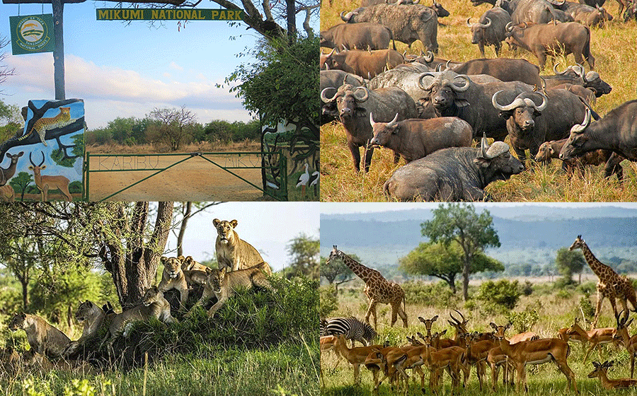 Dar es Salaam 1 Day Tours Mikumi National Park Safari