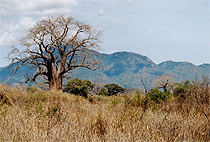 Mkomazi National Park Tanzania 1 Day Safari