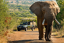 Mkomazi National Park Tanzania 1 Day Safari
