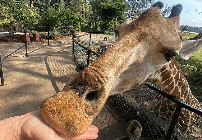 Mombasa City Tours and Safaris