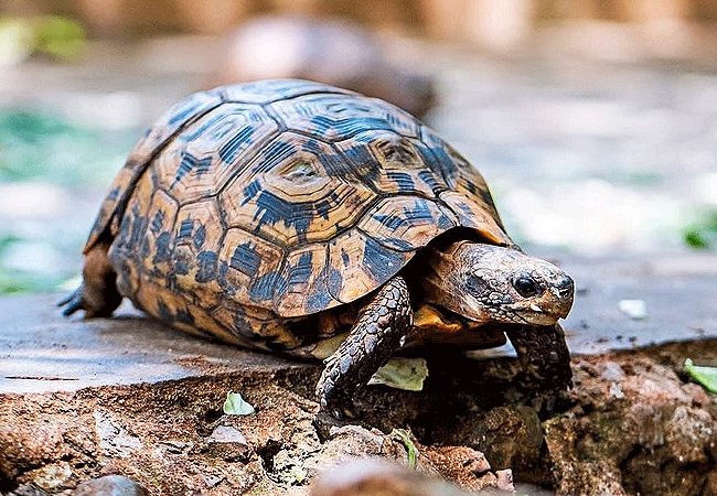 Mombasa City Tours and Safaris