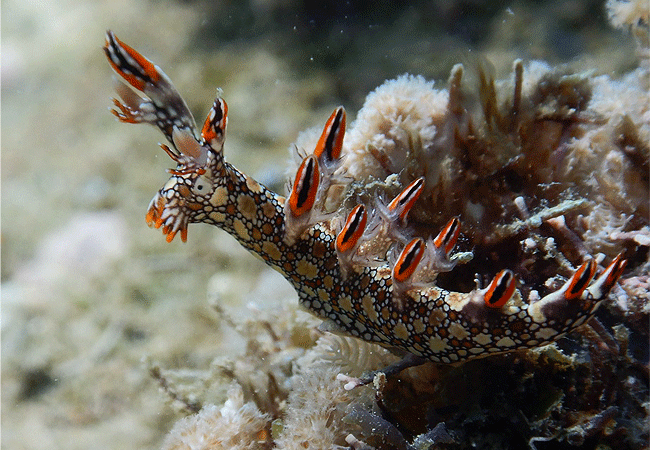 Mombasa Day Tours Kisite Marine Park