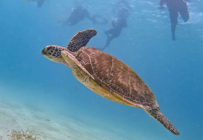 Mombasa Day Tours Kisite Marine Park