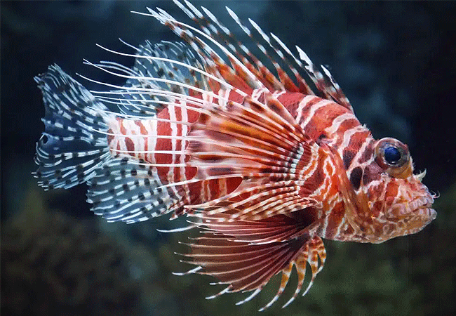 Mombasa Day Tours Kisite Marine Park