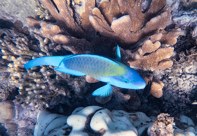 Mombasa Day Tours Kisite Marine Park