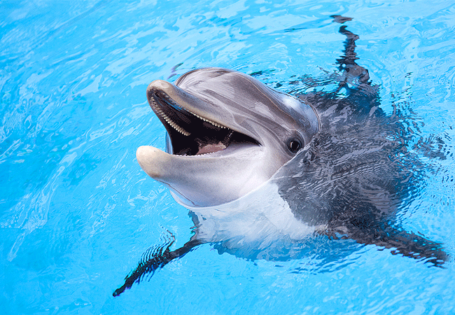 Mombasa Day Tours Kisite Marine Park