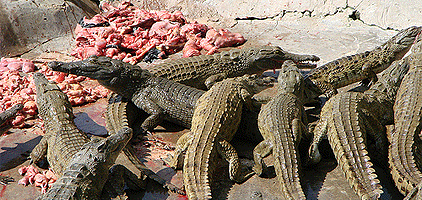 Mombasa Day Tour Mamba Village Crocodile Farm Trip