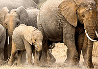 Mwaluganje Elephant Sanctuary Day Trip Safari from Mombasa – Kenya