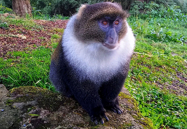 Mount Kenya Day Trip Hike Chogoria Route