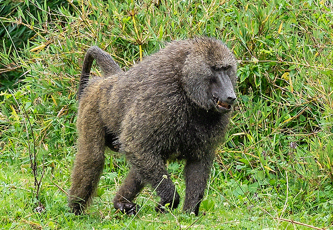 Mount Kenya Climb 1-Day Hike Naro Moru Route