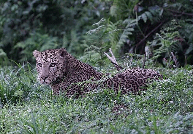 mount-kenya-climbing-2-days-1-night-trekking-trip-leopard Mount Kenya Climbing 2 Days 1 Night Trekking Trip