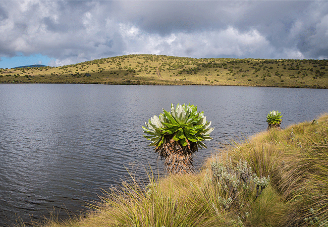 Mount Kenya Day Trip Hike Chogoria Route